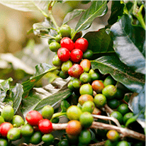 Chlorogenic Acid